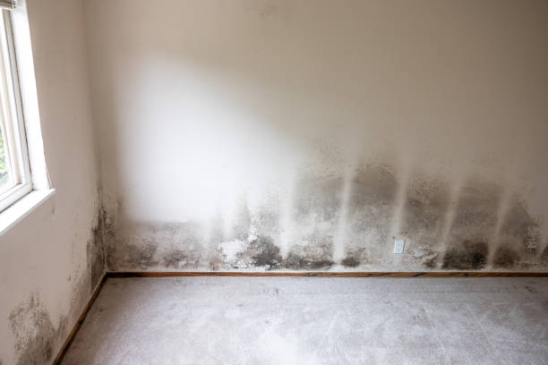 Forensic Mold Investigation in Union City, GA